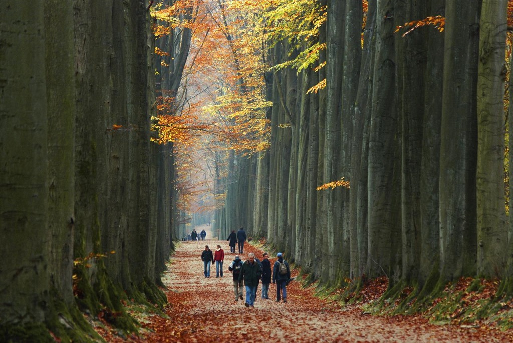 avrupa rüyası belçika brüksel Sonian Forest 