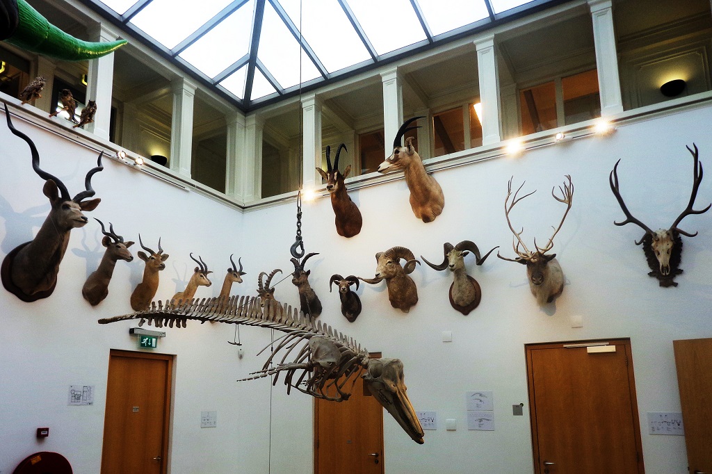 avrupa rüyası hollanda rotterdam Natuurhistorisch Museum Rotterdam