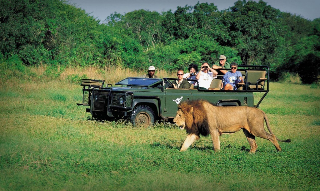 güney afrika safari